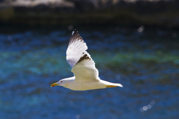 A herring gull in flight against a dark background