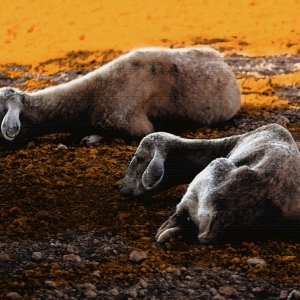 Sheep resting in the shade during the heat of the north african day