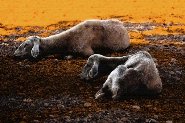 Sheep resting in the shade during the heat of the north african day