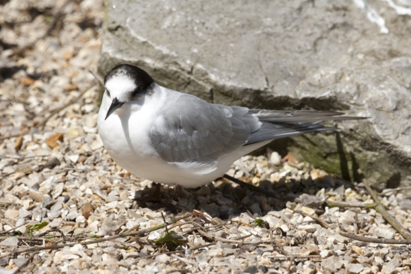 A common tern resting on a shingle beach