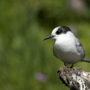 A Common Tern perched on a branch