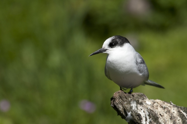 A Common Tern perched on a branch