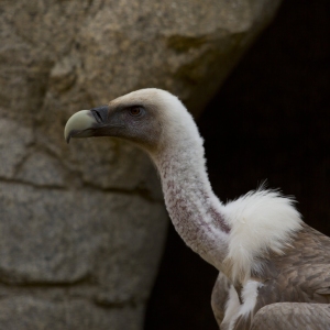 An african vulture head and shoulders