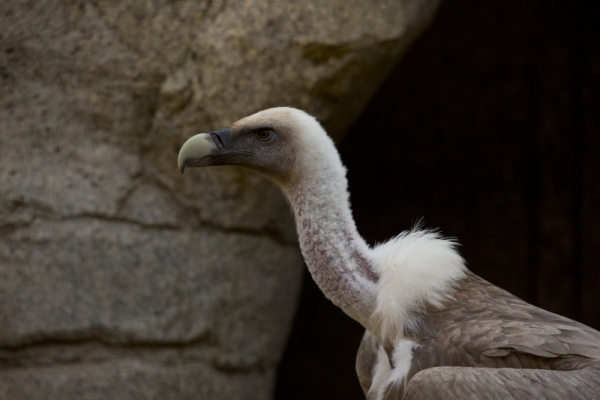 An african vulture head and shoulders