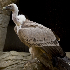 African white backed vulture