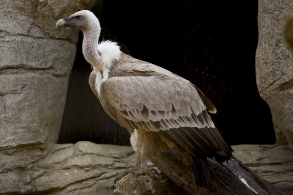 African white backed vulture