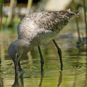 A black tailed godwit feeding in shallow water