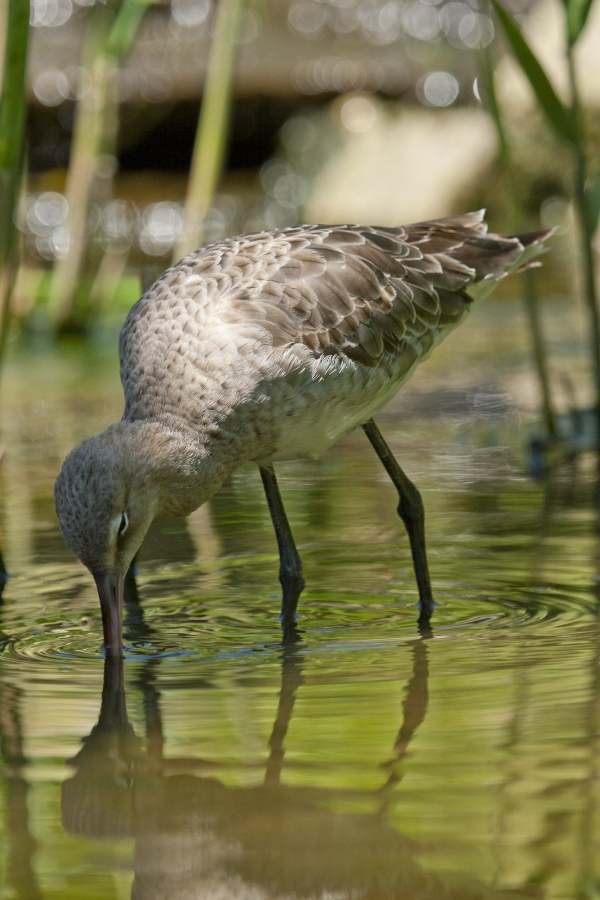 A black tailed godwit feeding in shallow water