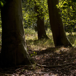 Young oak trees in a deciduous woodland in Summer