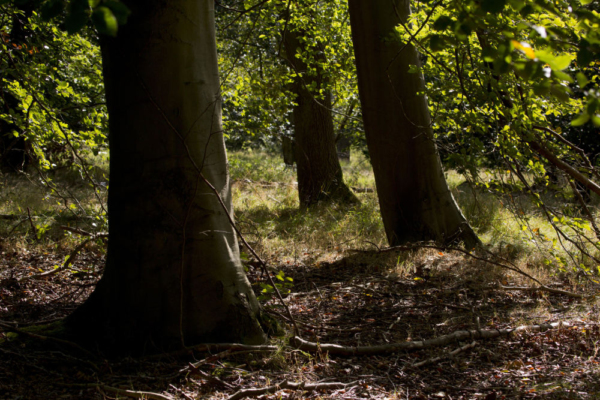 Young oak trees in a deciduous woodland in Summer