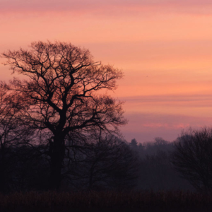 Silhouette sunset on a winter's evening in England