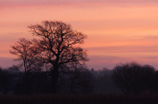 Silhouette sunset on a winter's evening in England