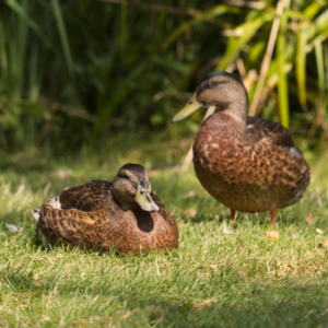 A pair of brown ducks resting in the afternoon sunshine