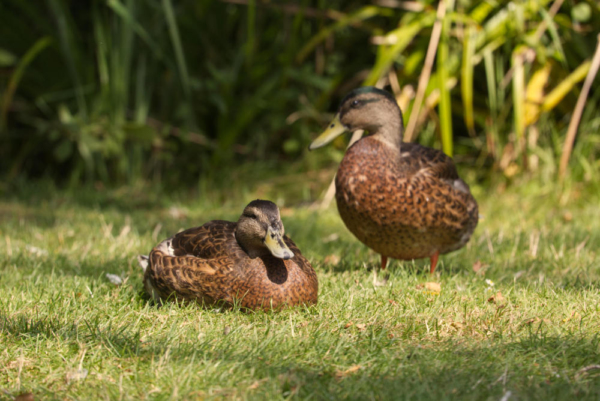 A pair of brown ducks resting in the afternoon sunshine