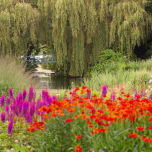 A lake in an English country garden in high summer