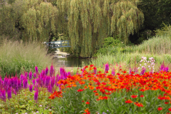 A lake in an English country garden in high summer