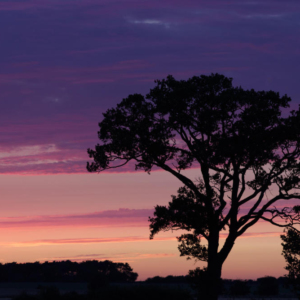 An english oak tree set against a spectacular summer evening sunset