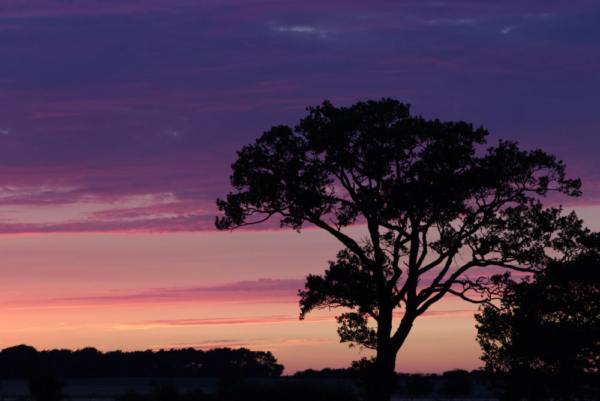 An english oak tree set against a spectacular summer evening sunset