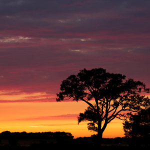 An english oak tree set against a spectacular summer evening sunset