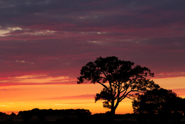 An english oak tree set against a spectacular summer evening sunset