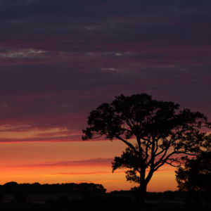 An english oak tree set against a spectacular summer evening sunset