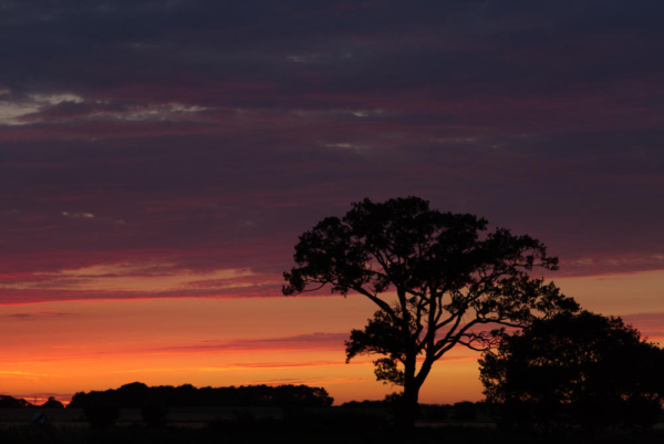 An english oak tree set against a spectacular summer evening sunset