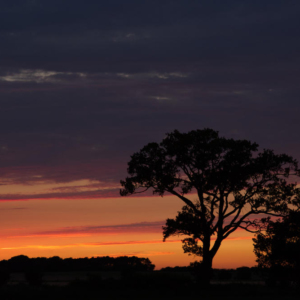 An english oak tree set against a spectacular summer evening sunset