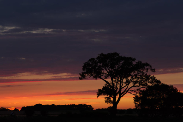 An english oak tree set against a spectacular summer evening sunset