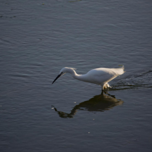 A greater egret fishing in shallow water on a summer's evening