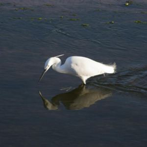 A greater egret fishing in shallow water on a summer's evening