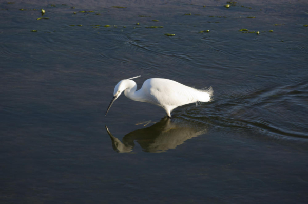 A greater egret fishing in shallow water on a summer's evening