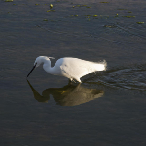 A greater egret fishing in shallow water on a summer's evening