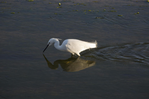 A greater egret fishing in shallow water on a summer's evening