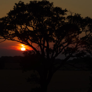 An english oak tree set against a spectacular summer evening sunset