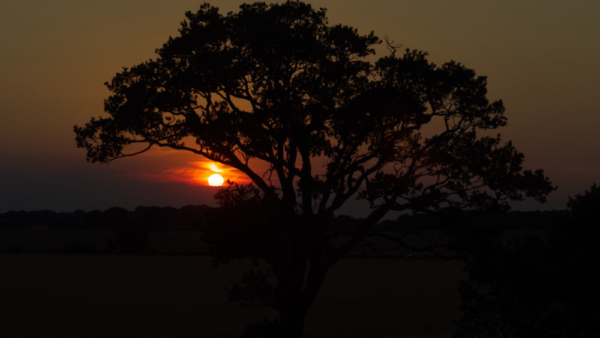 An english oak tree set against a spectacular summer evening sunset