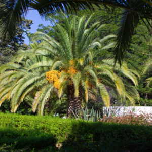 Abundant tropical vegetation in a Spanish garden