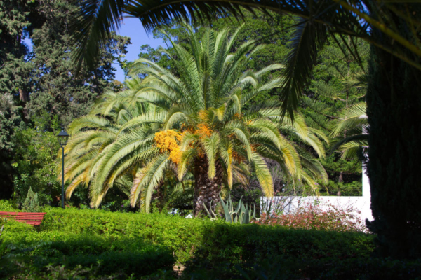 Abundant tropical vegetation in a Spanish garden