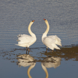 Two mute swans displaying in the mating season