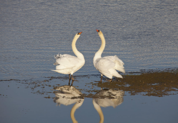 Two mute swans displaying in the mating season