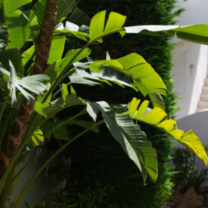 Lush tropical vegetation in a mediterranean garden