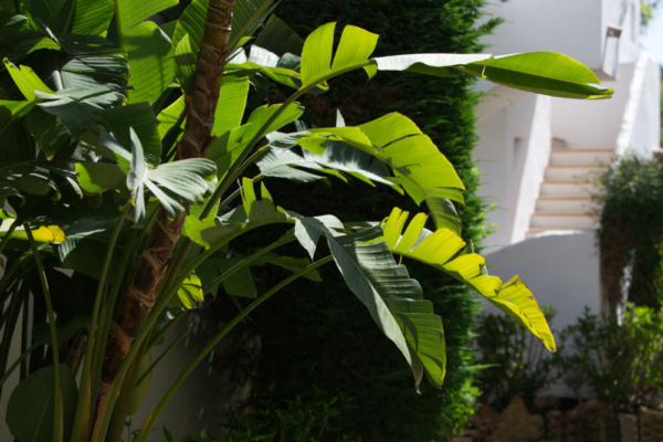 Lush tropical vegetation in a mediterranean garden