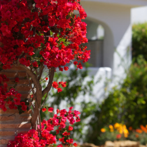 Bougainvilleas and gardens in a mediterranean luxury villa