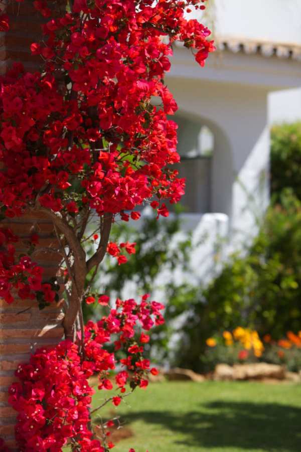 Bougainvilleas and gardens in a mediterranean luxury villa