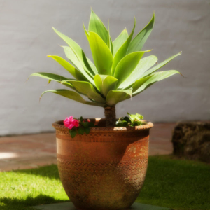 A cactus plant in the mediterranean sunshine