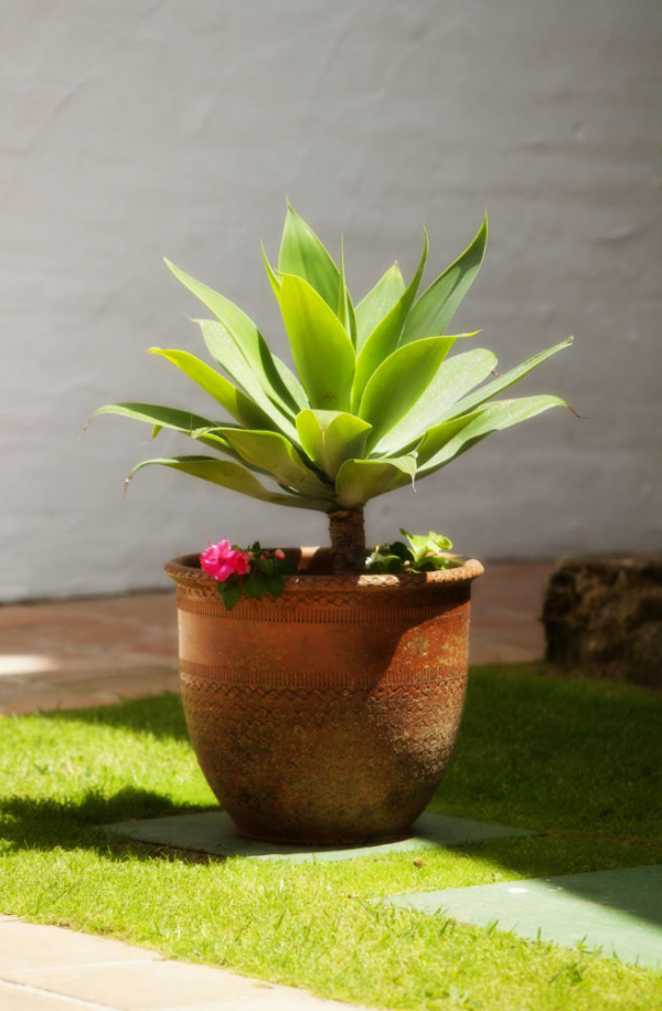 A cactus plant in the mediterranean sunshine