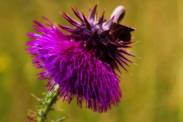 A close up of a brightly coloured thistle in flower