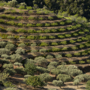 A spanish olive grove planted in terraces on a hillside