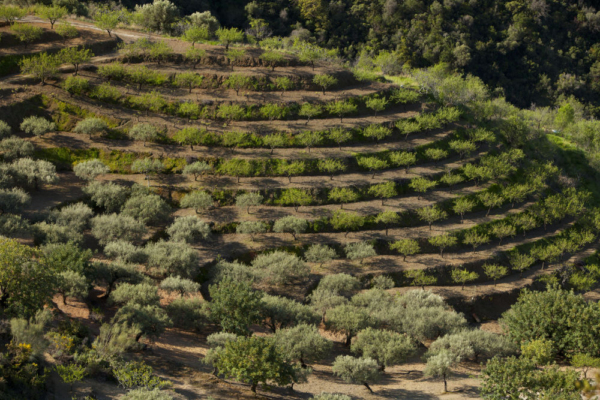 A spanish olive grove planted in terraces on a hillside